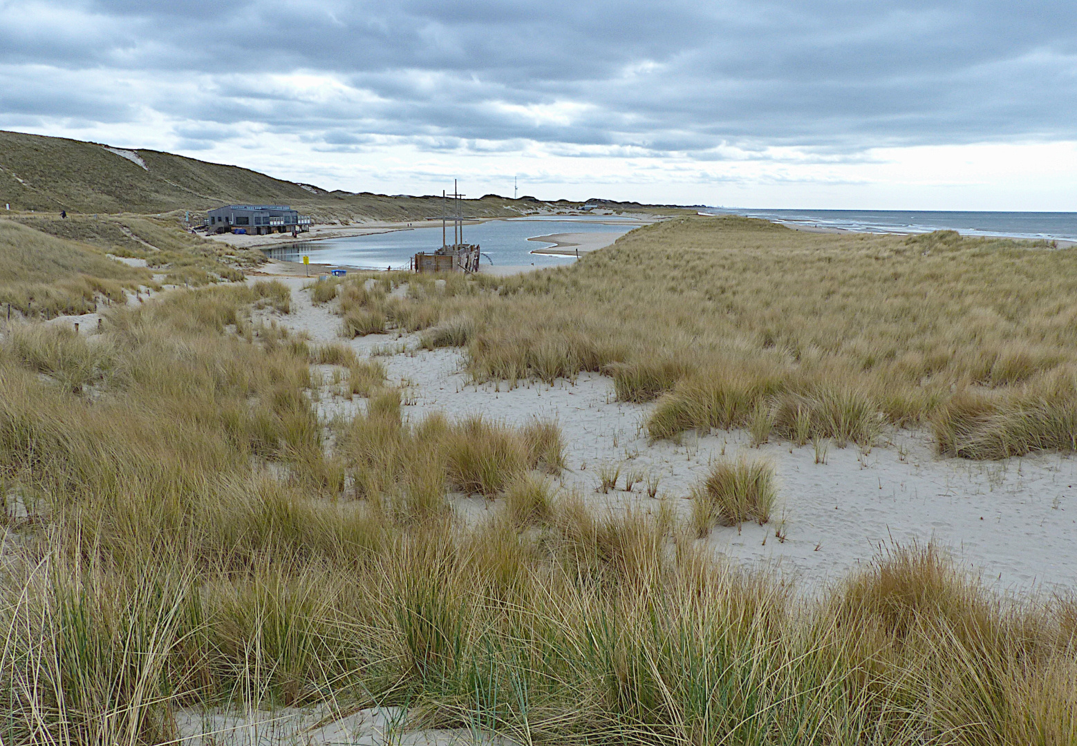 Strandhafer am Meer