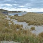 Strandhafer am Meer