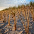 Strandhafer am Morgen