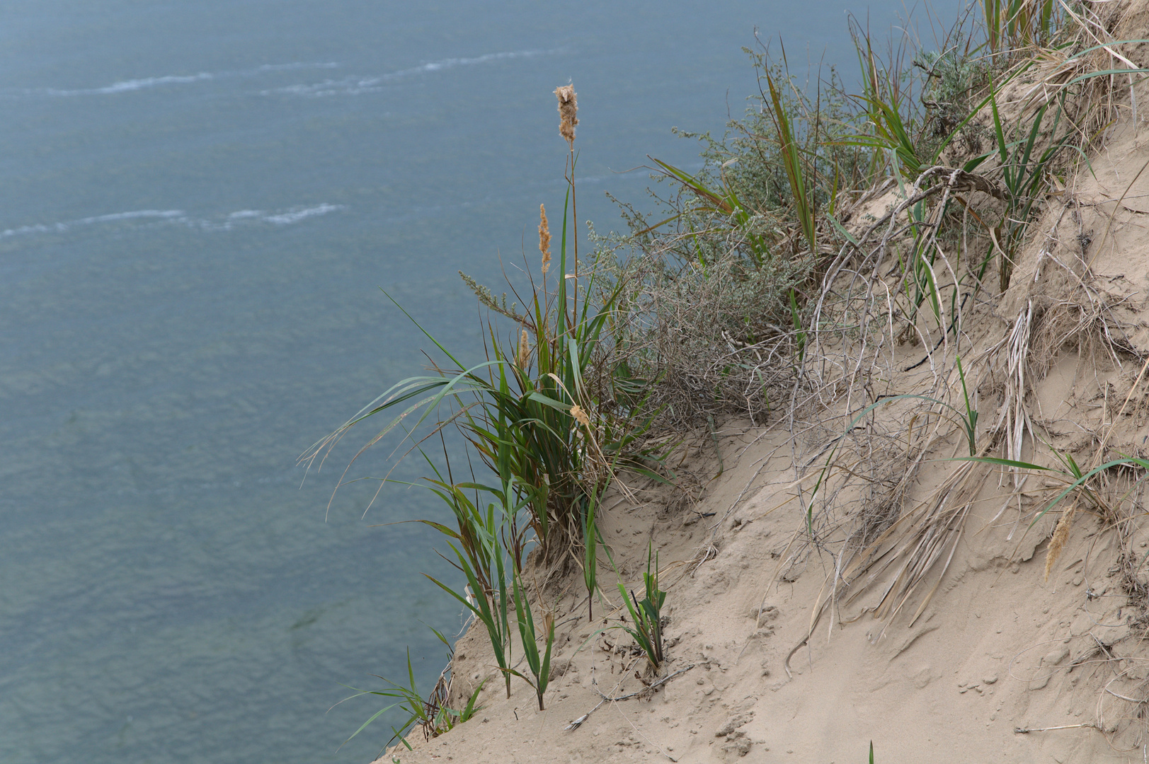 Strandhafer am Steilufer