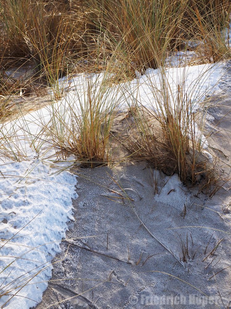 Strandhafer am Strand bei Noer