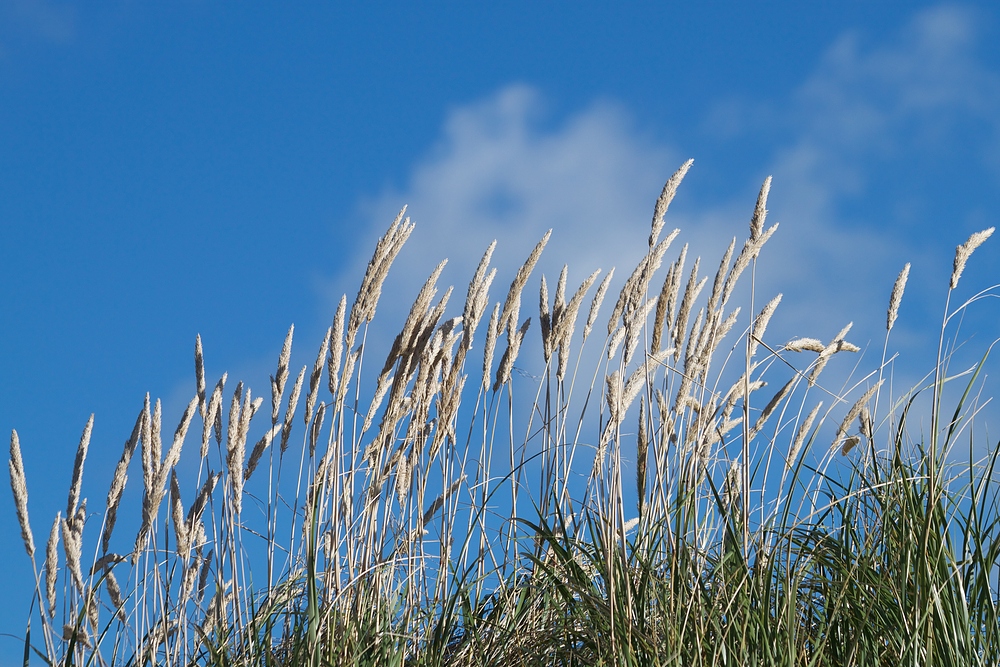 Strandhafer auf der Düne