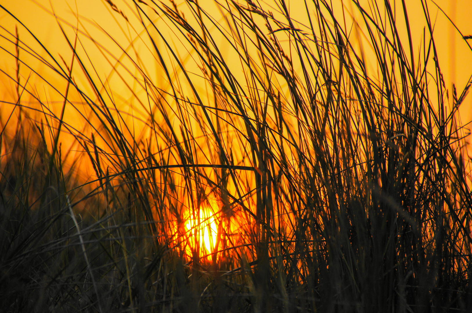 Strandhafer auf Juist