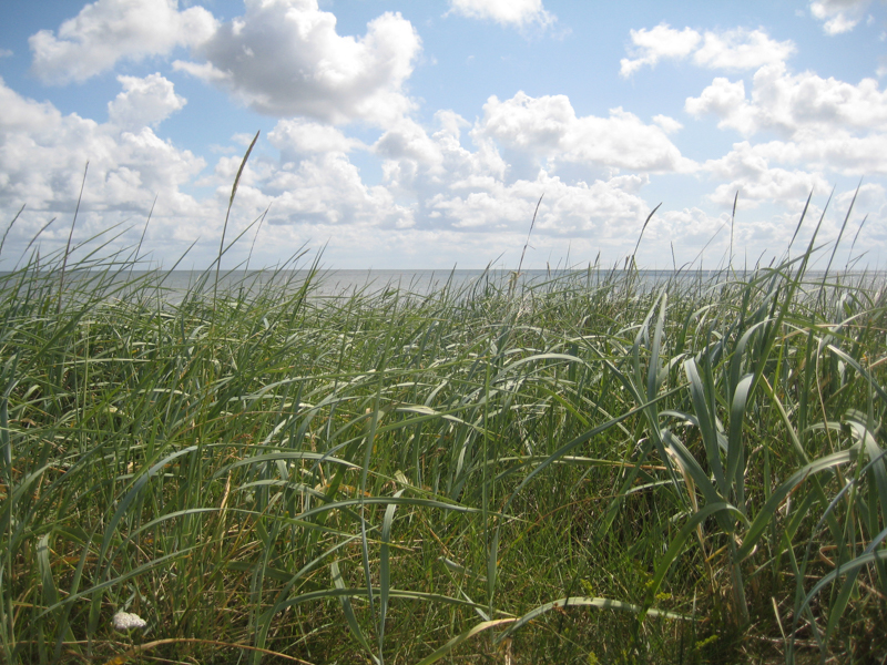 Strandhafer bei List auf Sylt (2)