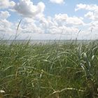 Strandhafer bei List auf Sylt (2)