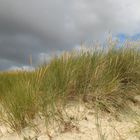 Strandhafer bei List auf Sylt