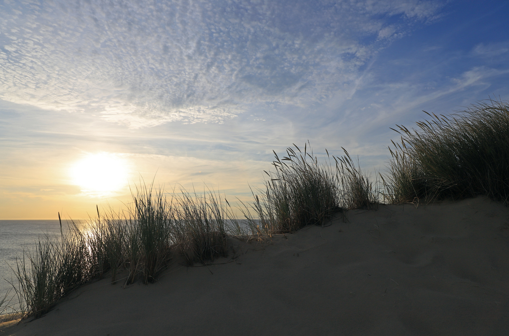 Strandhafer bei Sonnenuntergang