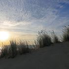 Strandhafer bei Sonnenuntergang