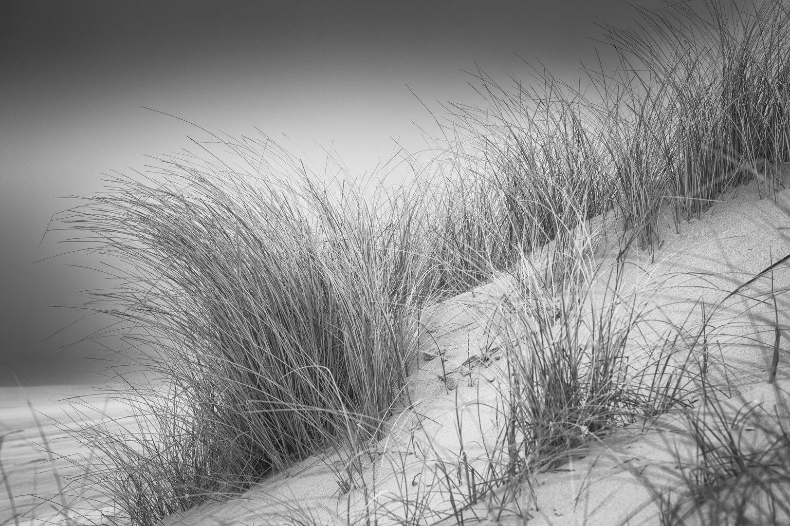 Strandhafer #bw