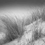 Strandhafer #bw