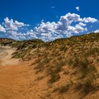 Strandhafer ... Dünenschutz ist Inselschutz