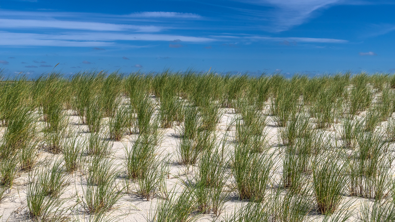 Strandhafer ... Dünenschutz ist Inselschutz