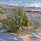 Strandhafer im Abendlicht 