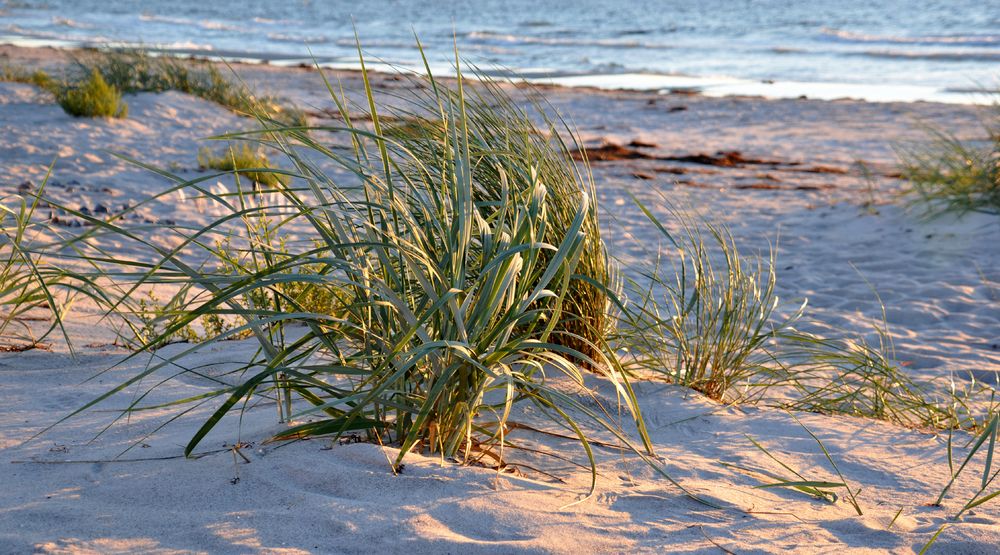 Strandhafer im Abendlicht 