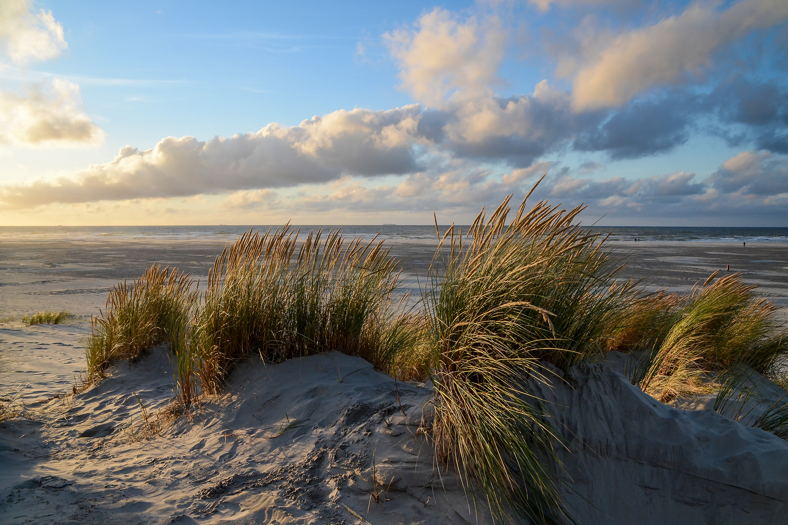 Strandhafer im Abendlicht