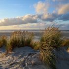 Strandhafer im Abendlicht