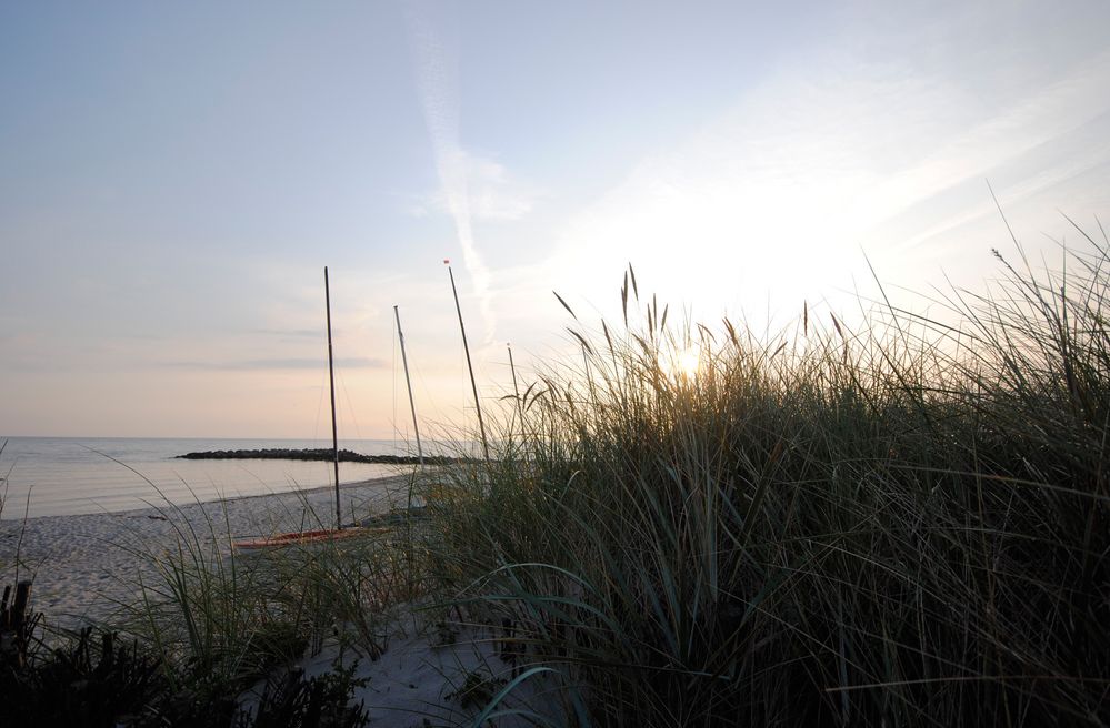 Strandhafer im Morgenlicht