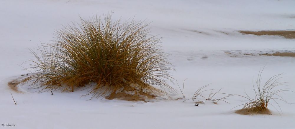 Strandhafer im Schnee