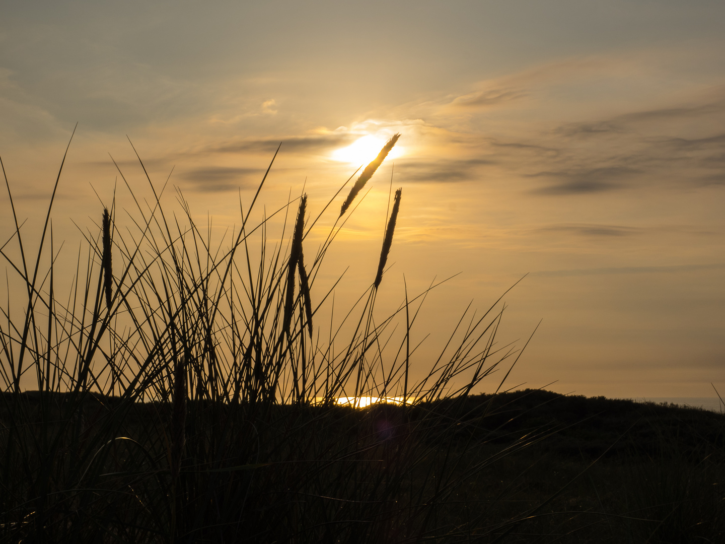 Strandhafer im Sonnenuntergang