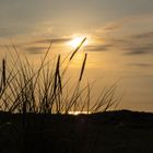 Strandhafer im Sonnenuntergang
