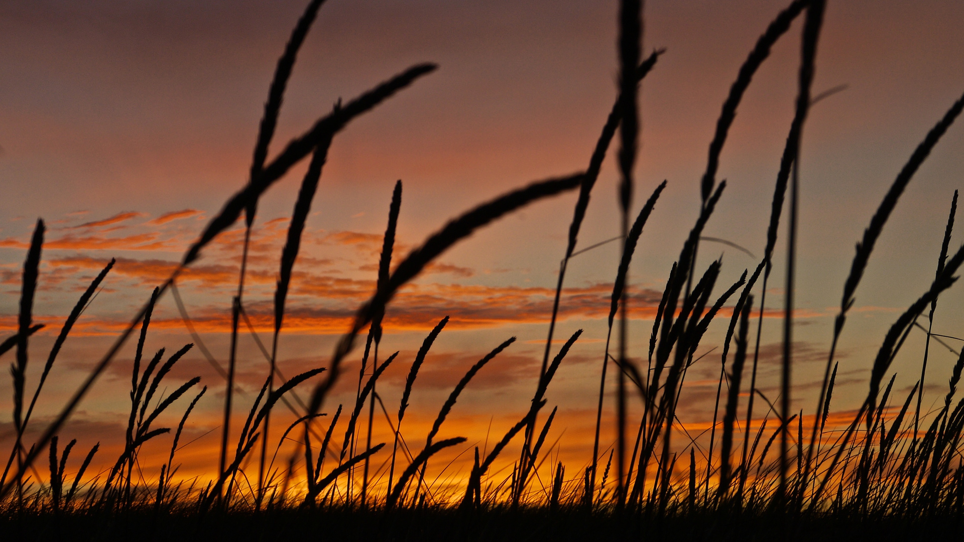 Strandhafer im Sonnenuntergang