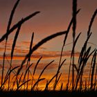 Strandhafer im Sonnenuntergang