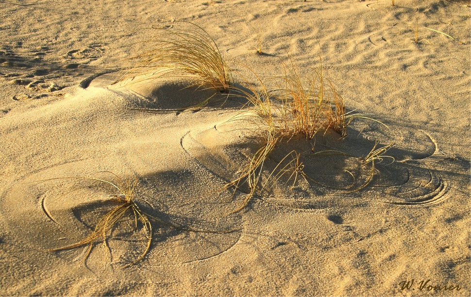 Strandhafer im Wind