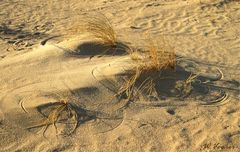 Strandhafer im Wind