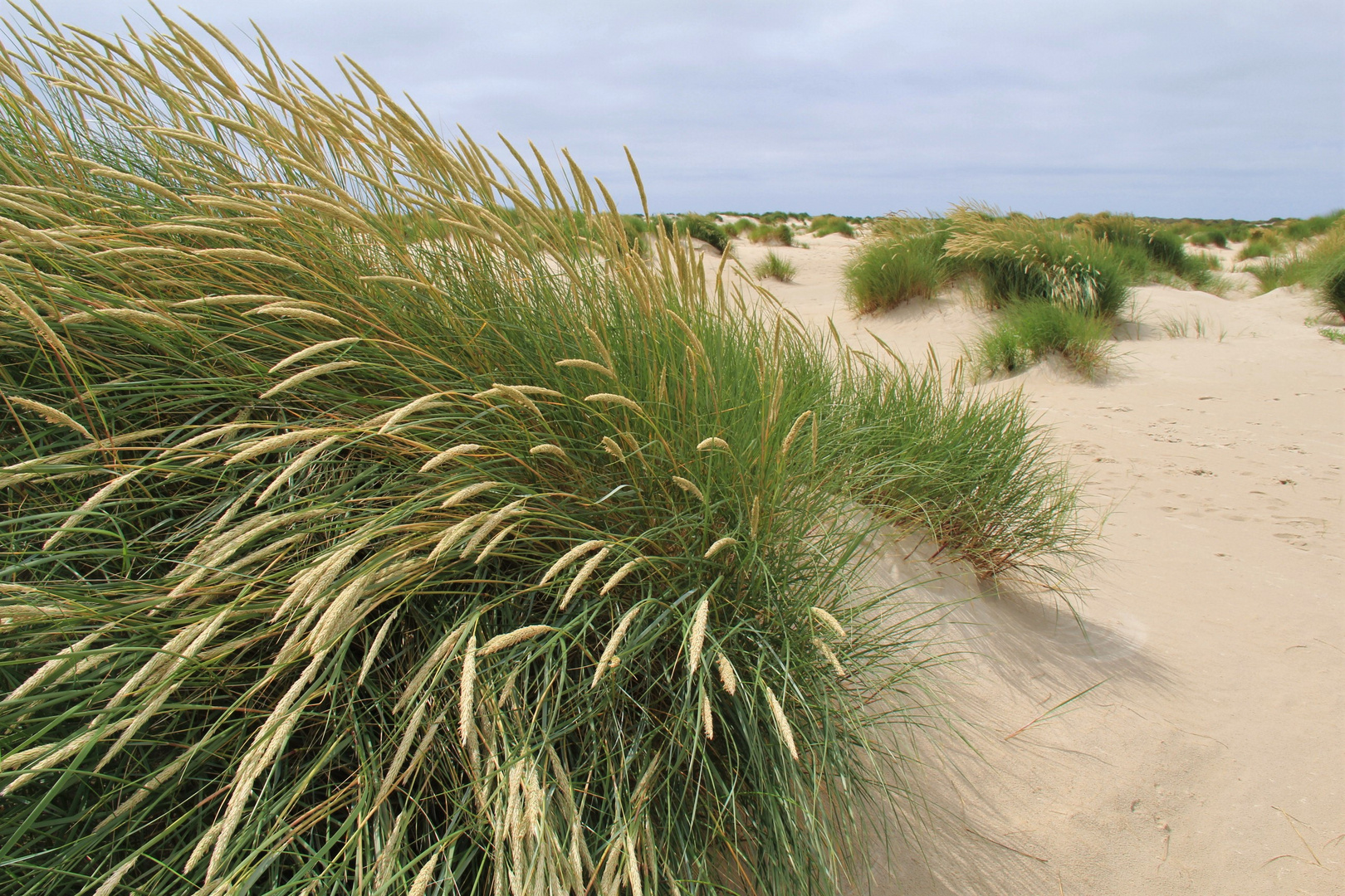 Strandhafer im Wind