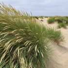 Strandhafer im Wind