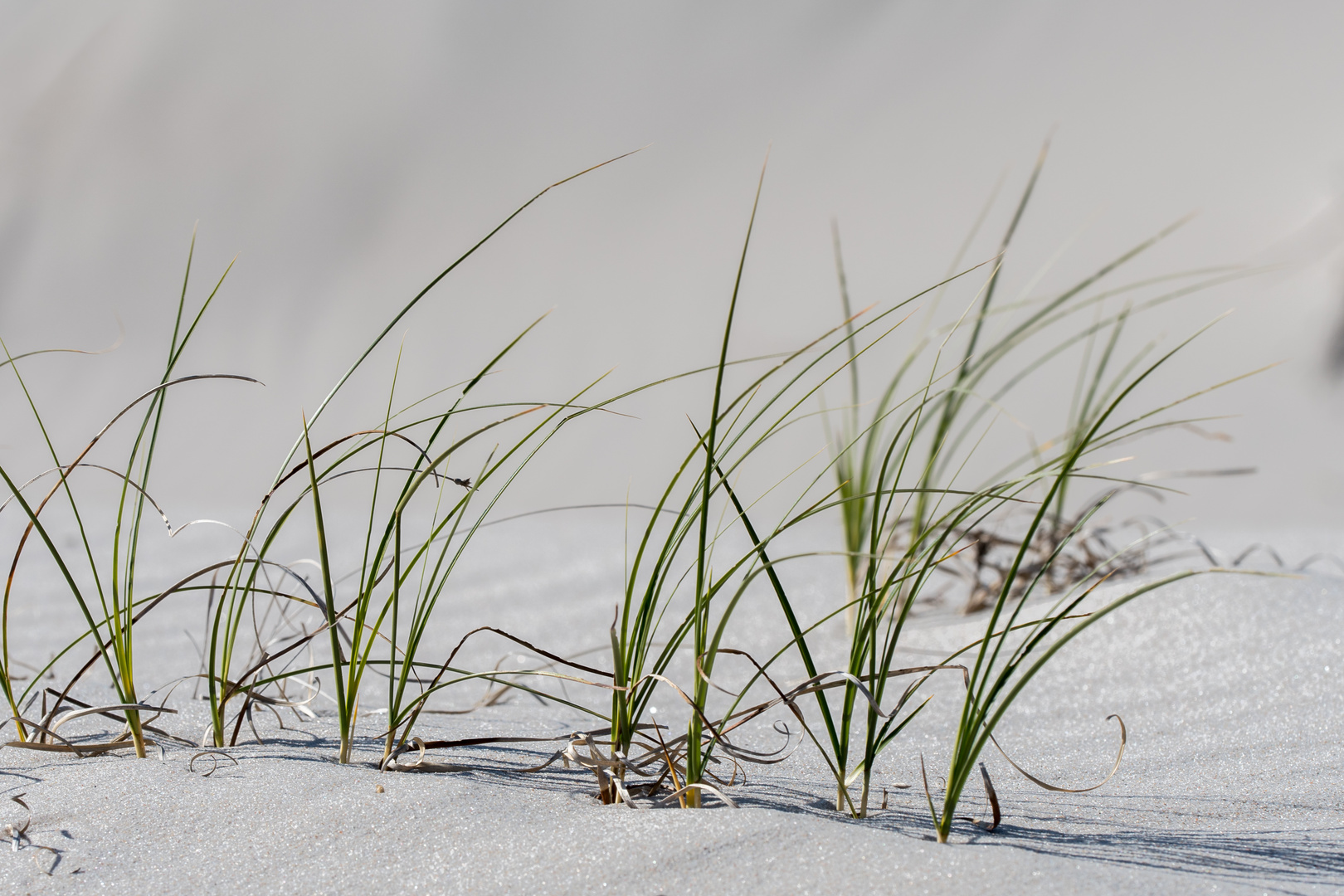 Strandhafer in Reih und Glied