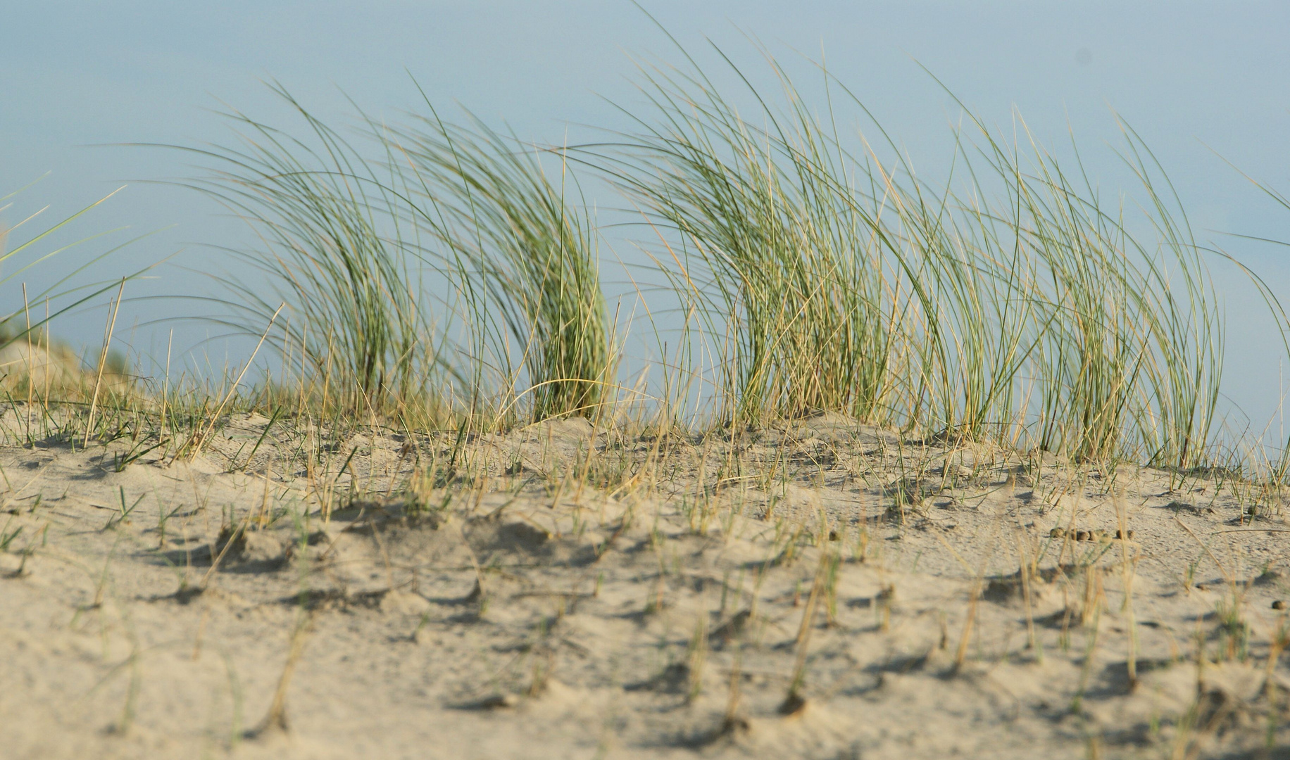 Strandhafer Küstenschutz