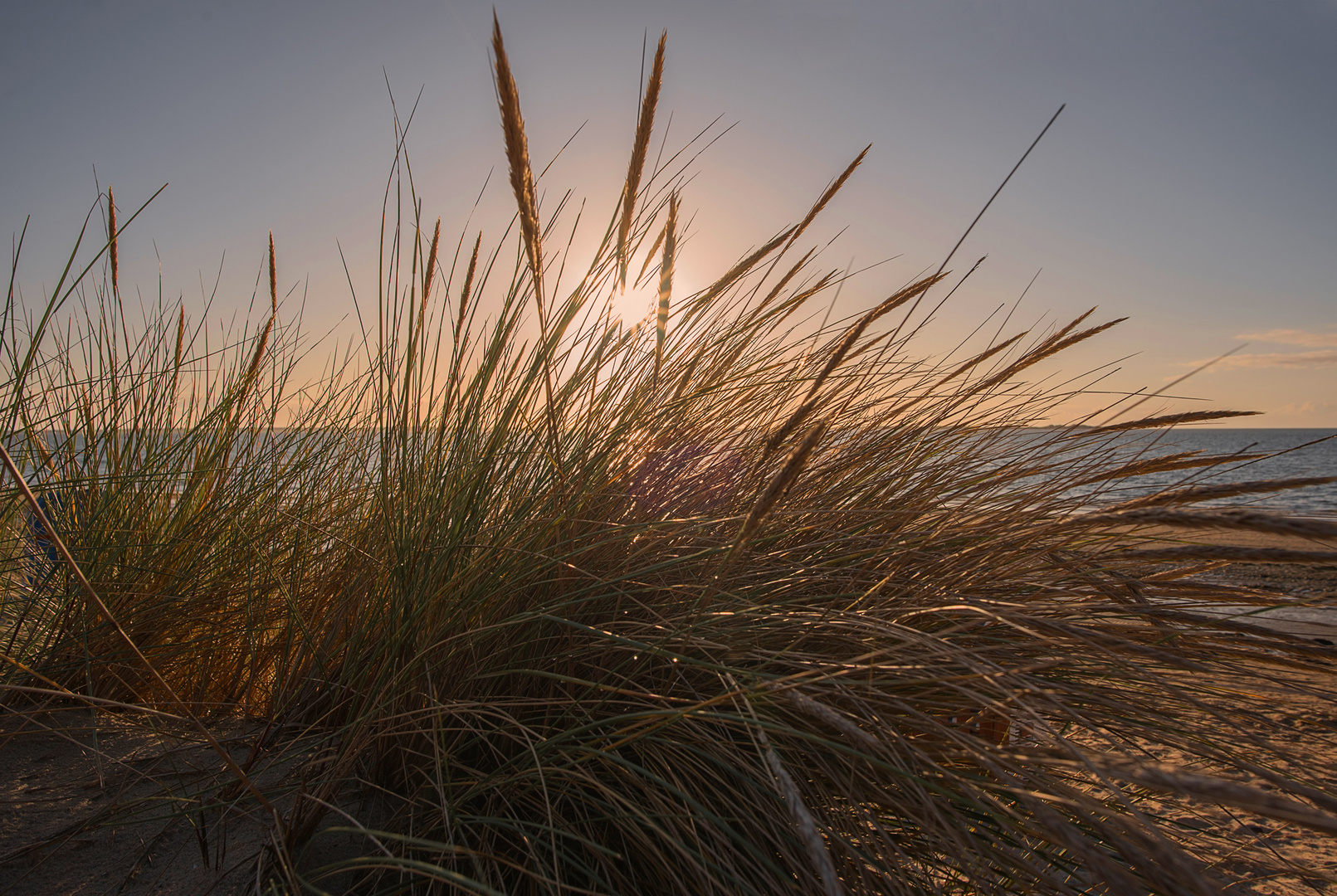 Strandhafer kurz vor Sonnenuntergang... 