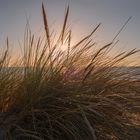 Strandhafer kurz vor Sonnenuntergang... 