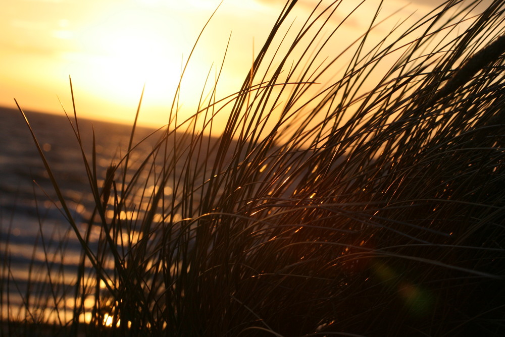 Strandhafer-Stich auf Hiddensee