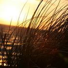 Strandhafer-Stich auf Hiddensee