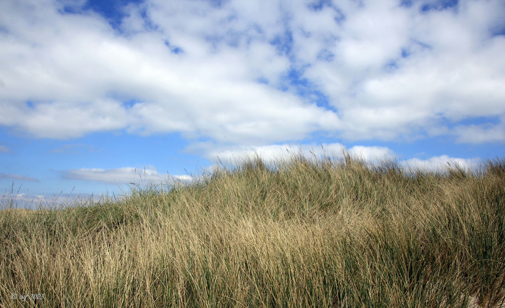 Strandhafer und Himmel