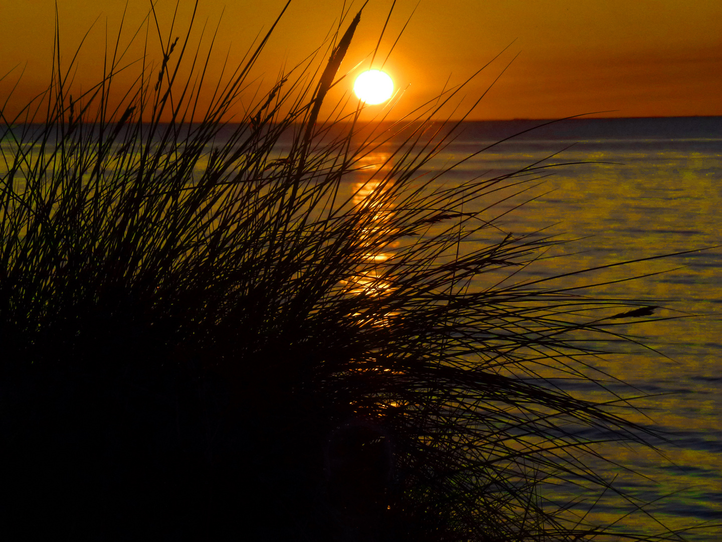 Strandhafer vor untergehender Sonne