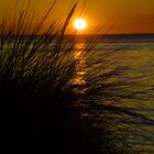 Strandhafer vor untergehender Sonne