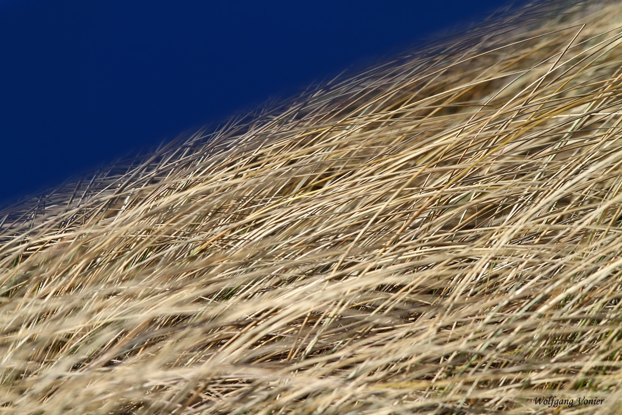 Strandhafer wiegt sich im Wind bei blauem Himmel auf Sylt