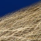 Strandhafer wiegt sich im Wind bei blauem Himmel auf Sylt