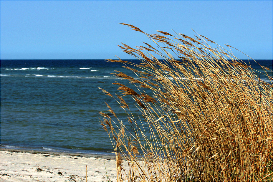 Strandhafer - Wind Nord-Ost