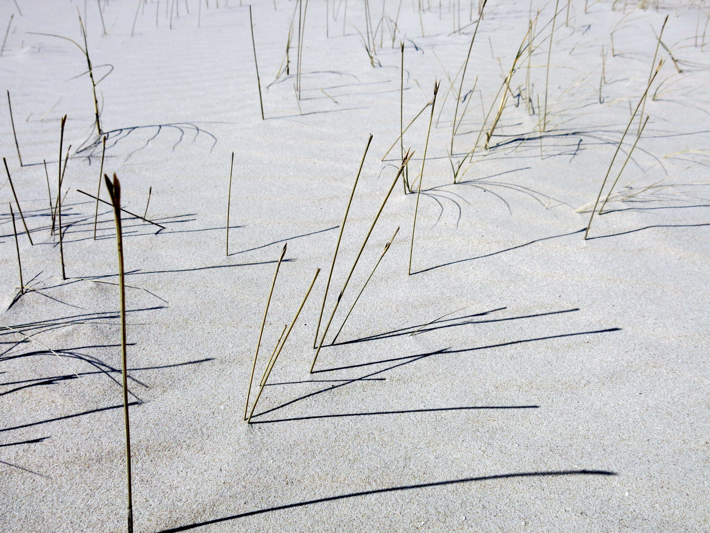 Strandhafer - zart und schön