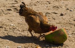 Strandhahn mit Melone