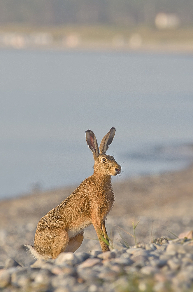 Strandhasenposing