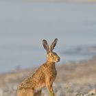 Strandhasenposing