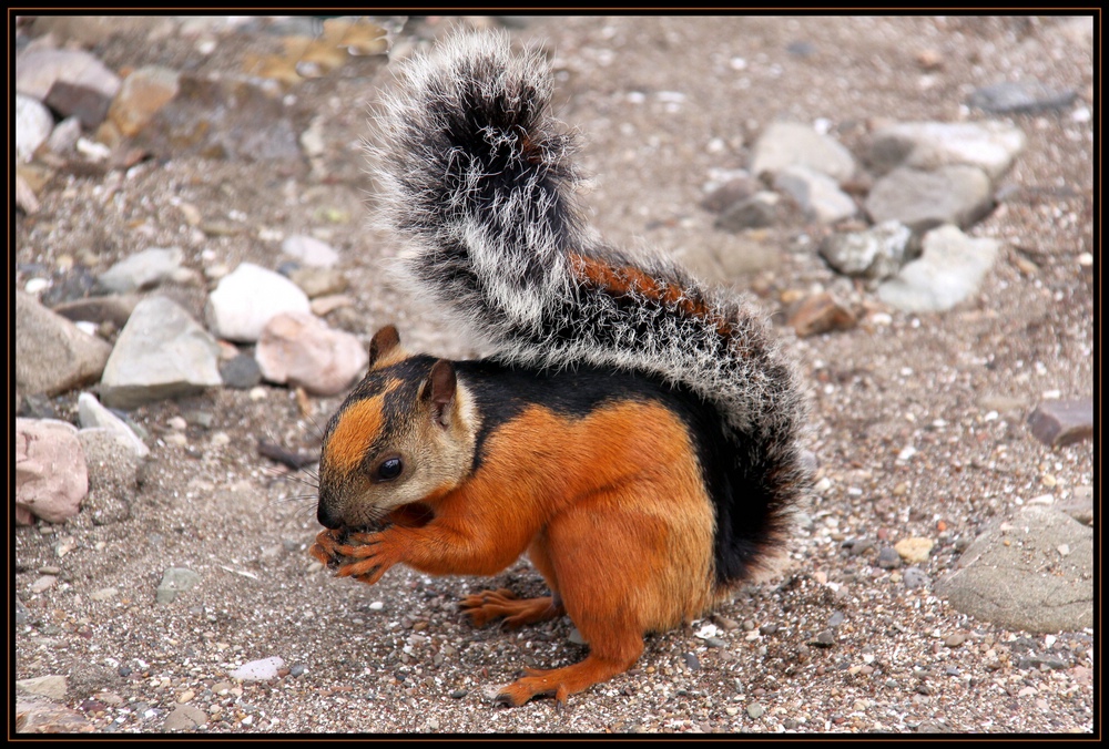 Strandhörnchen