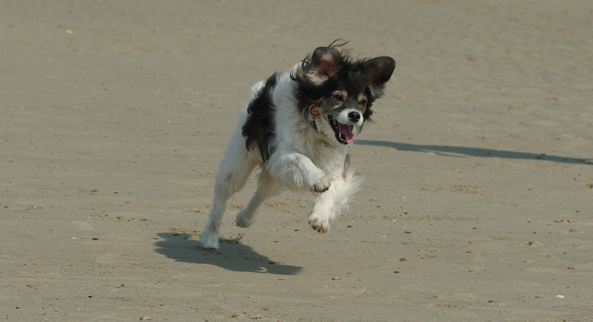 Strandhüpfer