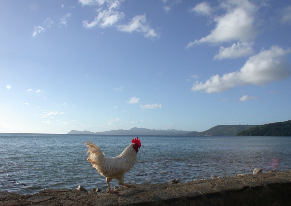 Strandhuhn