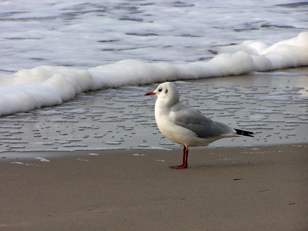 Strandhuhn